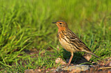 Image. Red-throated Pipit