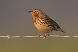 Image. Red-throated Pipit