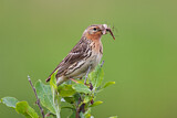 Image. Red-throated Pipit