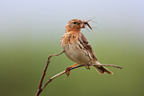 Image. Red-throated Pipit