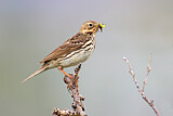Image. Red-throated Pipit