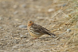 Image. Red-throated Pipit