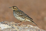 Image. Red-throated Pipit