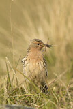 Image. Red-throated Pipit
