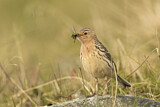 Image. Red-throated Pipit