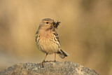 Image. Red-throated Pipit