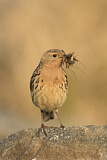 Image. Red-throated Pipit