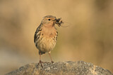 Image. Red-throated Pipit
