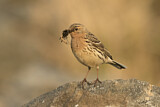 Image. Red-throated Pipit