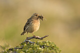 Image. Red-throated Pipit