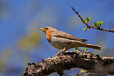 Image. Red-throated Thrush