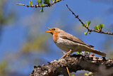 Image. Red-throated Thrush