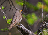 Image. Red-throated Thrush