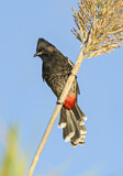 Image. Red-vented Bulbul