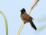 Image. Red-vented Bulbul