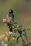 Image. Red-vented Bulbul