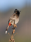 Image. Red-vented Bulbul