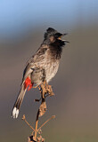 Image. Red-vented Bulbul