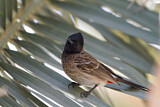 Image. Red-vented Bulbul