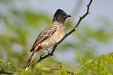 Image. Red-vented Bulbul