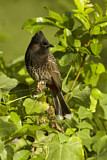 Image. Red-vented Bulbul
