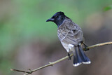 Image. Red-vented Bulbul
