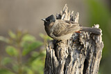 Image. Red-vented Bulbul