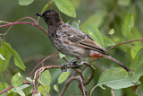 Image. Red-vented Bulbul