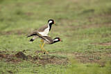 Image. Red-wattled Lapwing