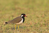 Image. Red-wattled Lapwing
