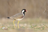 Image. Red-wattled Lapwing