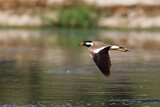 Image. Red-wattled Lapwing