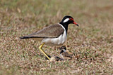 Image. Red-wattled Lapwing