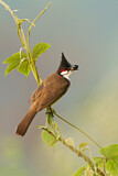 Image. Red-whiskered Bulbul