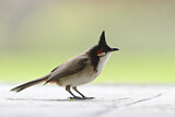 Image. Red-whiskered Bulbul