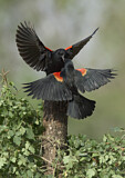 Image. Red-winged Blackbird