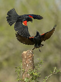 Image. Red-winged Blackbird