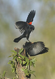 Image. Red-winged Blackbird