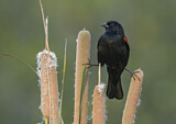 Image. Red-winged Blackbird