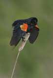 Image. Red-winged Blackbird