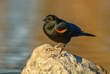 Image. Red-winged Blackbird