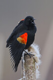Image. Red-winged Blackbird