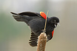 Image. Red-winged Blackbird