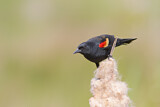 Image. Red-winged Blackbird