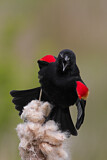 Image. Red-winged Blackbird