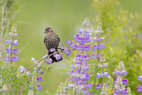 Image. Red-winged Blackbird