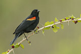 Image. Red-winged Blackbird