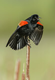 Image. Red-winged Blackbird