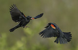 Image. Red-winged Blackbird