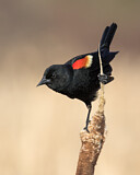 Image. Red-winged Blackbird